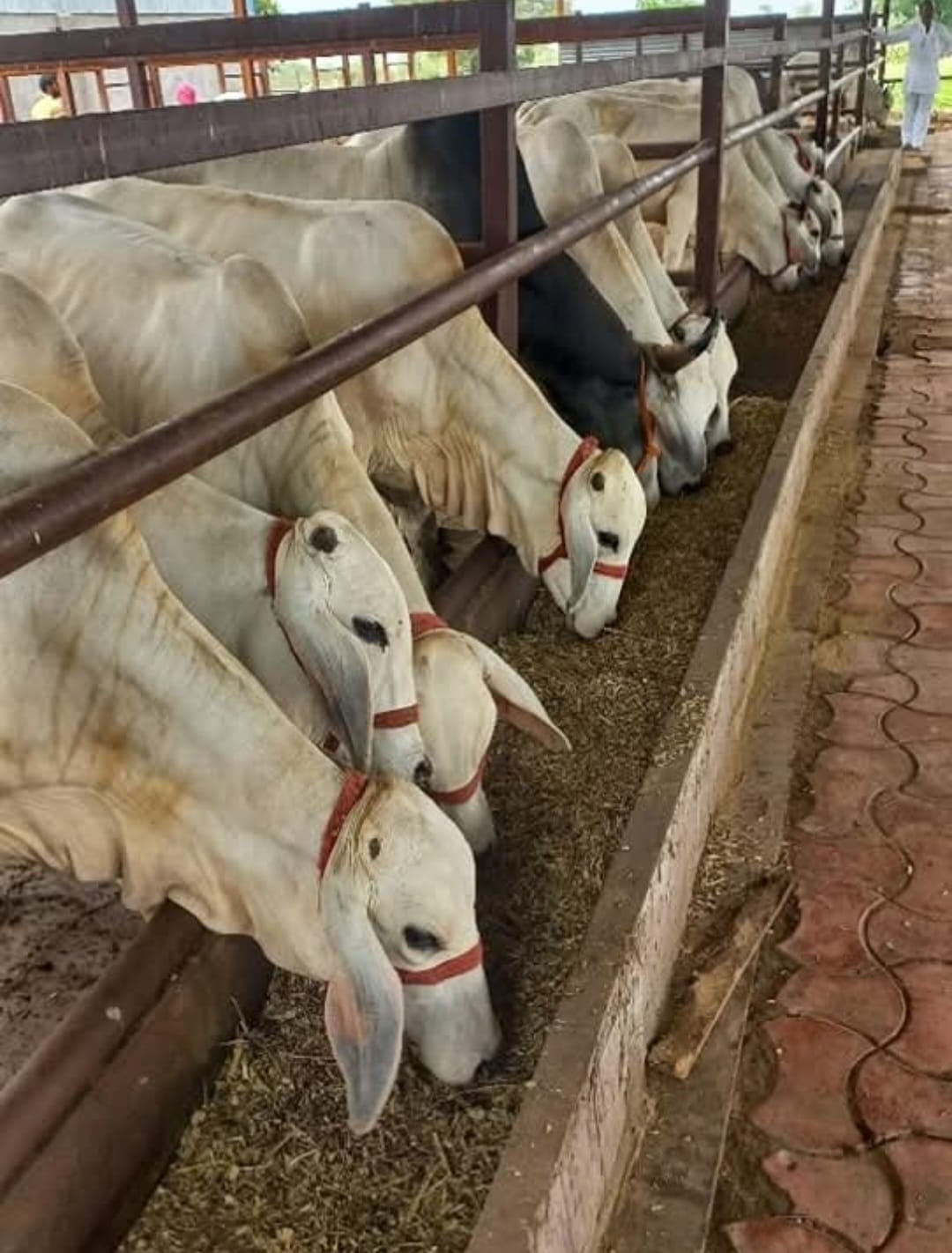 देश के प्रथम पंचगव्य चिकित्सा पाठ्यक्रम की प्रायोगिक (प्रैक्टिकल) कक्षाओं का शुभारंभ 4 मई को